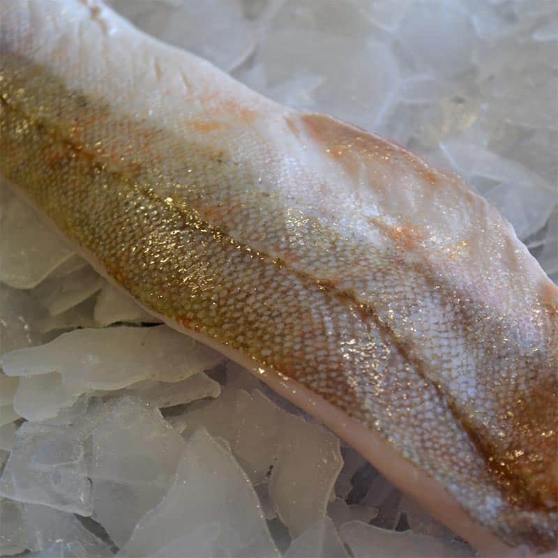 Gurnard Fillet - Brighton & Newhaven Fish Sales