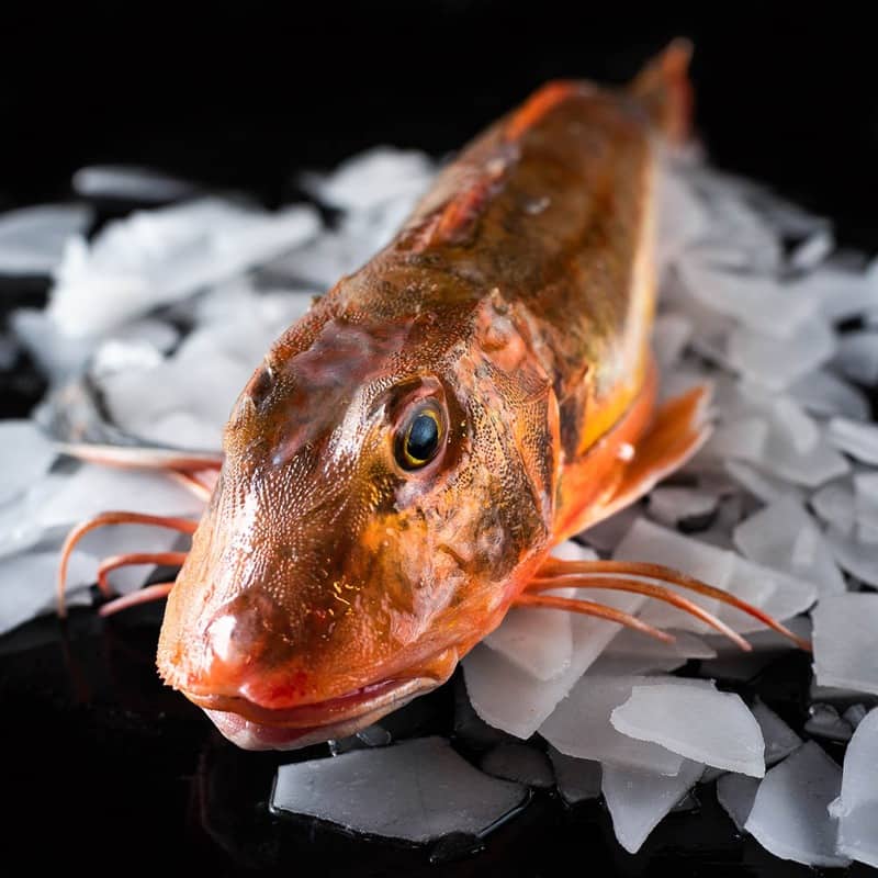 Gurnard Fillet - Brighton & Newhaven Fish Sales