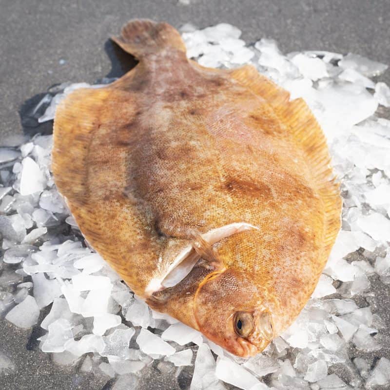 Lemon Sole Archives - Brighton & Newhaven Fish Sales