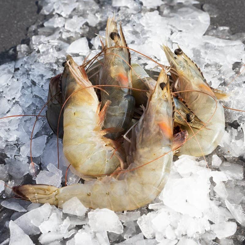 Fresh Prawns - Brighton & Newhaven Fish Sales